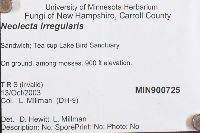 Neolecta irregularis image