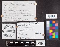 Neolecta irregularis image