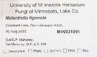 Natantiella ligneola image