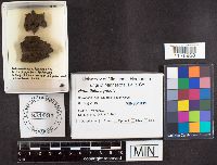 Media resource of Natantiella ligneola