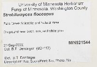 Strobilomyces strobilaceus image