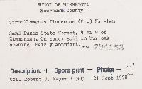Strobilomyces strobilaceus image