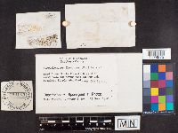 Strobilomyces strobilaceus image