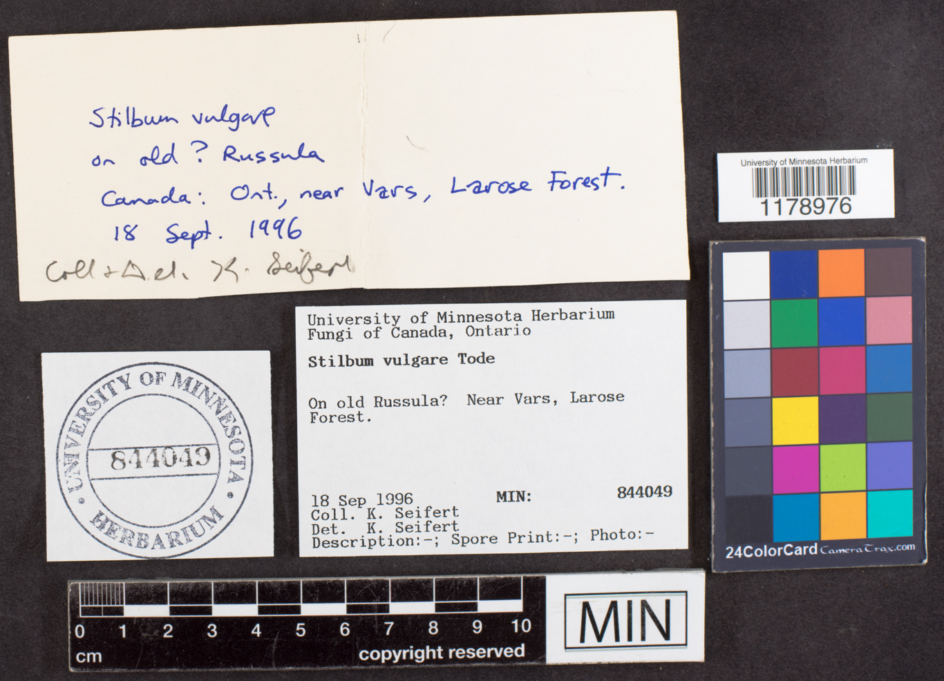 Stilbum vulgare image