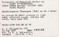 Strobilomyces strobilaceus image