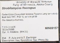 Strobilomyces strobilaceus image