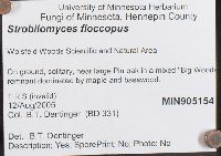 Strobilomyces strobilaceus image