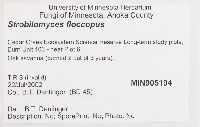 Strobilomyces strobilaceus image