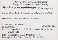 Strobilomyces strobilaceus image