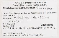 Strobilomyces strobilaceus image