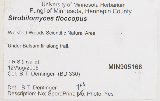 Strobilomyces strobilaceus image