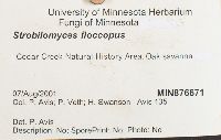 Strobilomyces strobilaceus image