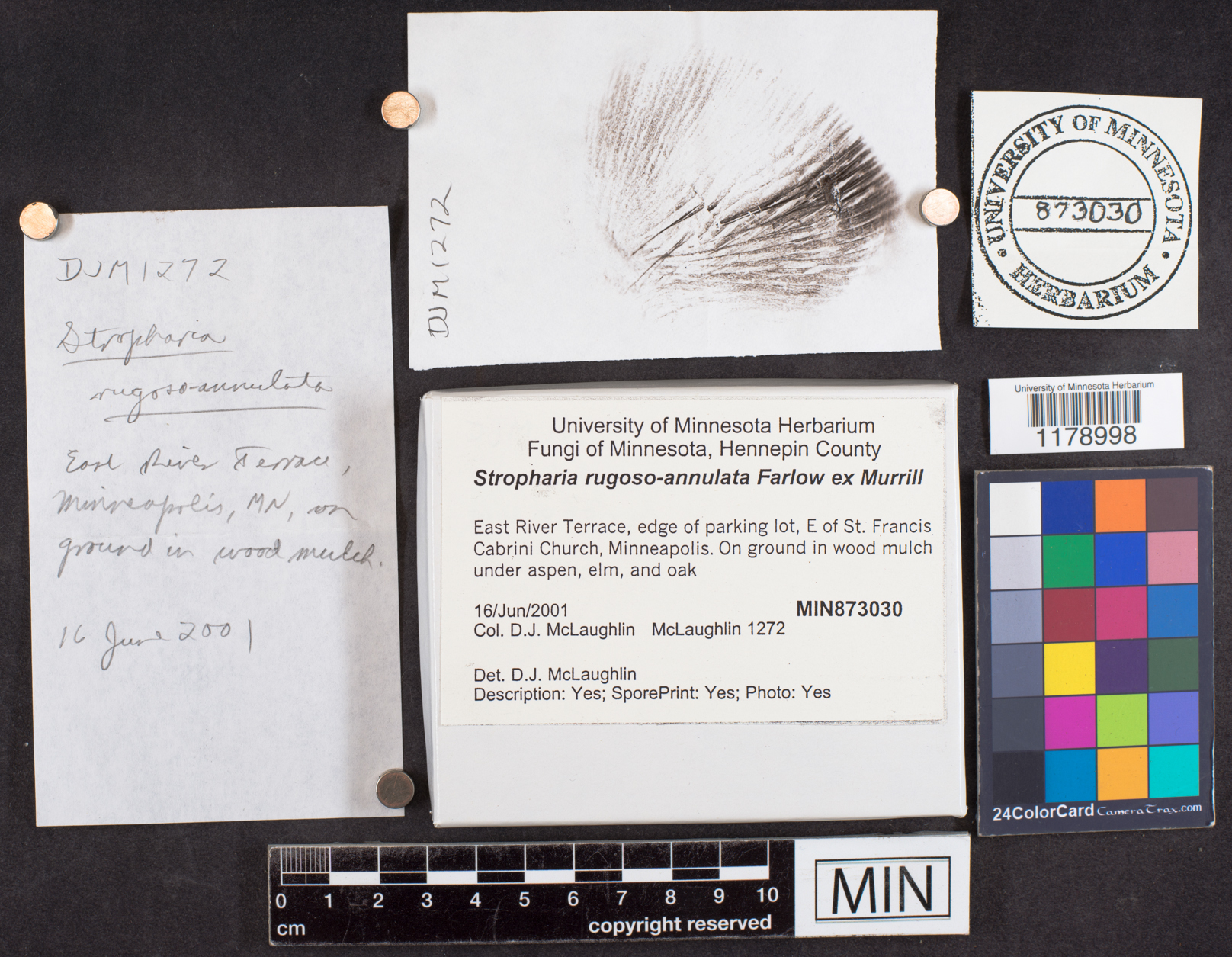 Stropharia rugoso-annulata image