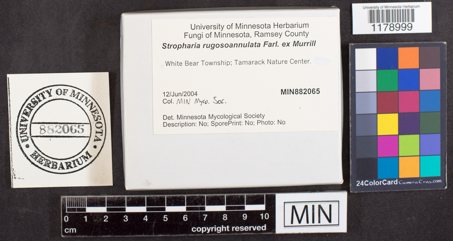 Stropharia rugosoannulata image