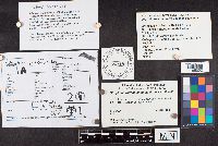 Stropharia rugoso-annulata image