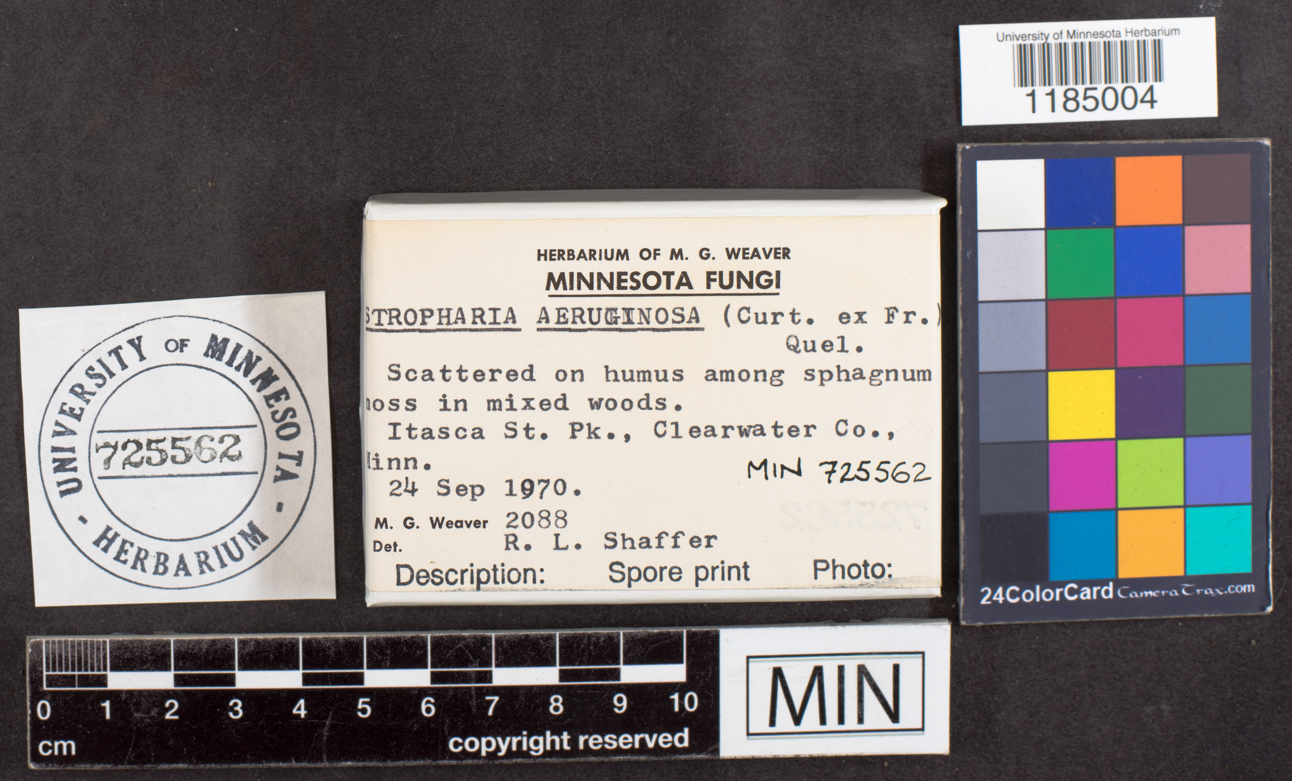 Stropharia aeruginosa image