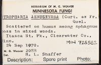 Stropharia aeruginosa image