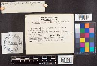Stropharia aeruginosa image