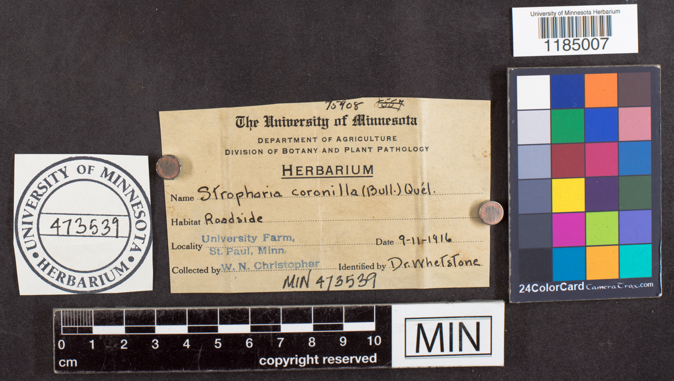 Stropharia coronilla image