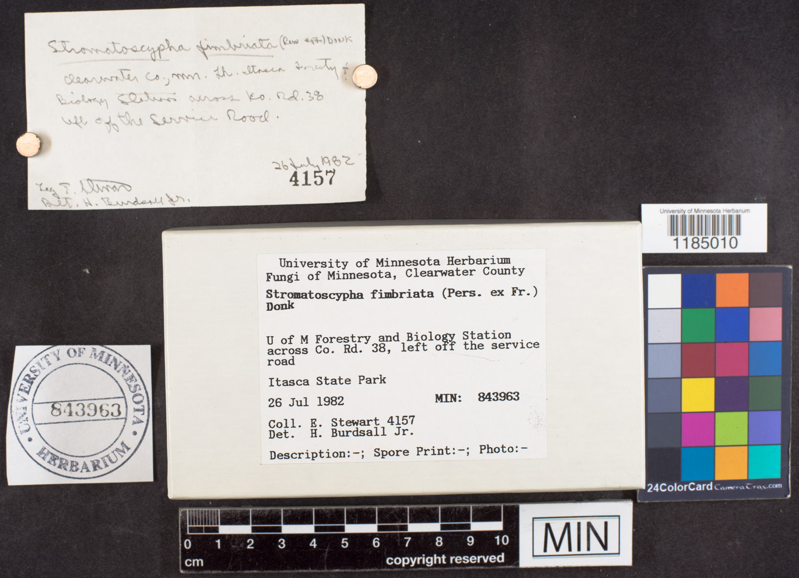 Stromatoscypha fimbriata image