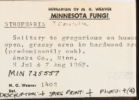 Stropharia coronilla image