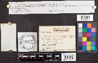Stropharia coronilla image