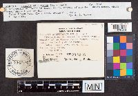 Suillus americanus image