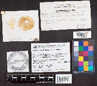 Suillus americanus image