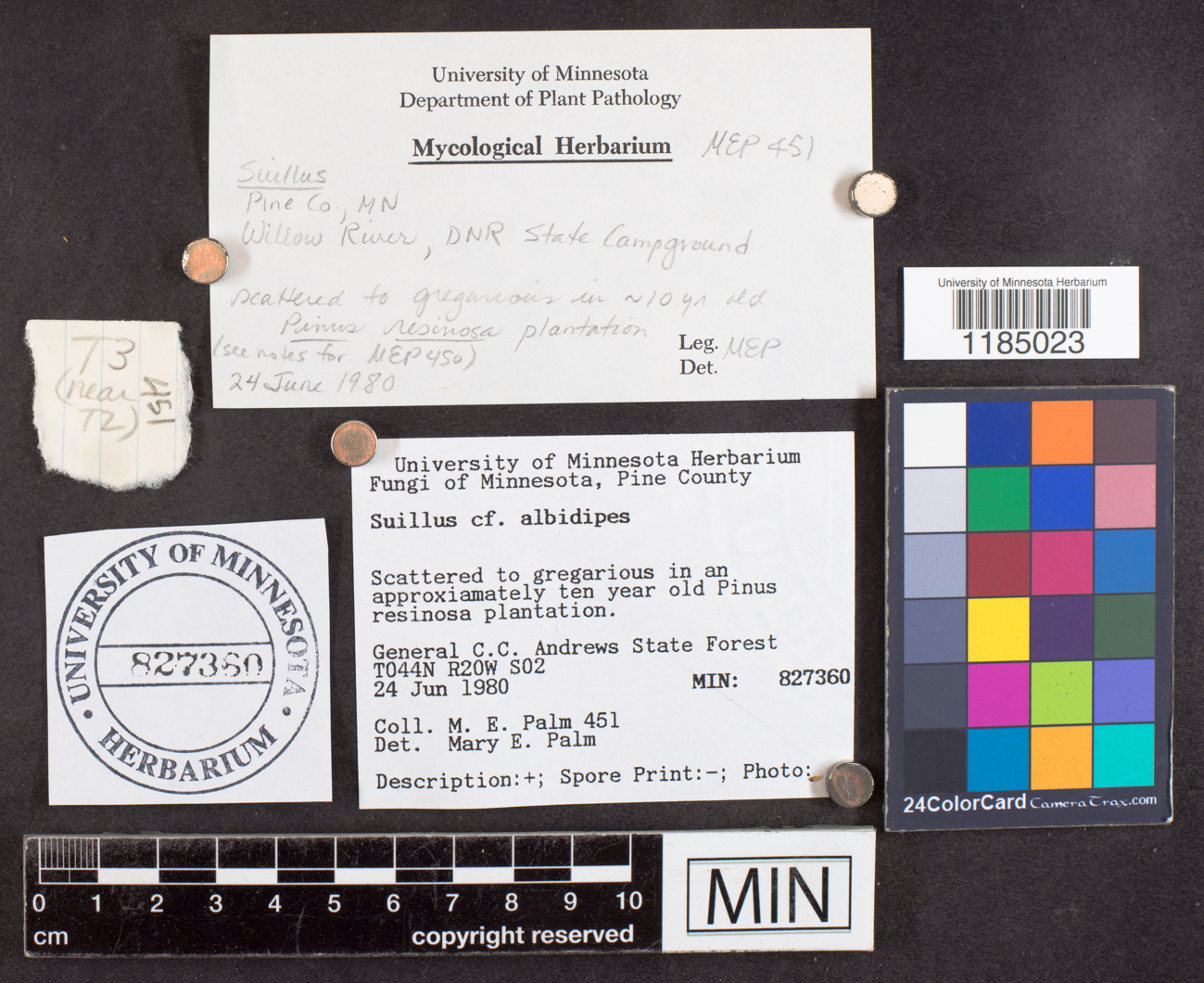 Suillus albidipes image