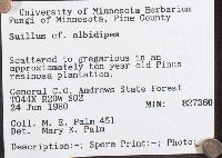 Suillus albidipes image