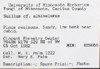 Suillus albivelatus image