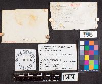 Media resource of Suillus albivelatus