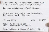 Suillus albidipes image