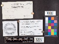 Suillus albidipes image