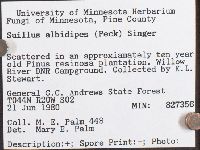 Suillus albidipes image