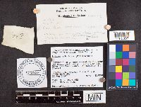 Suillus albidipes image