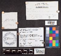 Suillus albidipes image