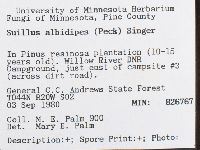 Suillus albidipes image