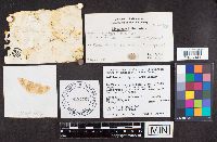 Suillus albidipes image