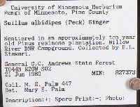 Suillus albidipes image