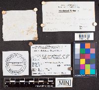 Suillus albidipes image