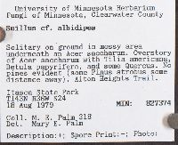 Suillus albidipes image