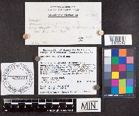 Suillus albidipes image