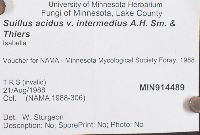 Suillus acidus image