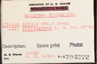 Suillus acidus image