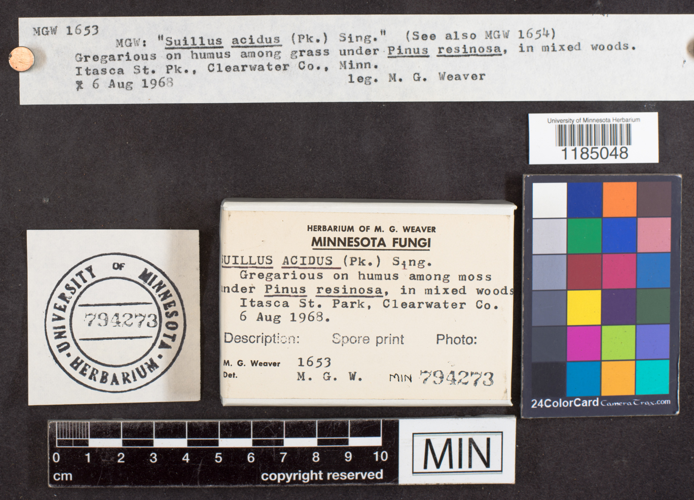 Suillus acidus image