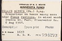 Suillus acidus image