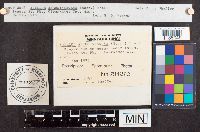 Suillus viscidus image