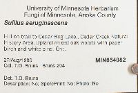 Suillus viscidus image