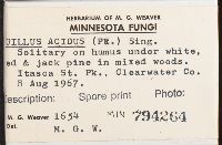 Suillus acidus image